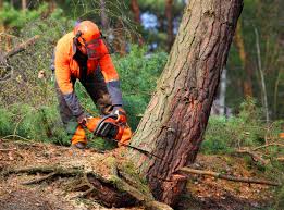 How Our Tree Care Process Works  in Old Miakka, FL